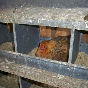 my broody hen setting on eggs 3-27-12 . she lays a small light pinkish egg. still not sure what breed she is.