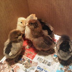 4 days old!