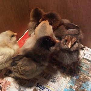 4 days old . ..  who's looking at you?