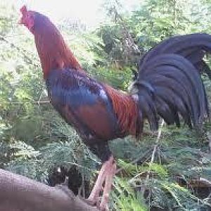 images?q=tbn:ANd9GcTzzHaH2mZe_ycTVqPFW0rsk5p-5jw-5cvTfeZBQ7GCZVpfQadLRD6IWmmA