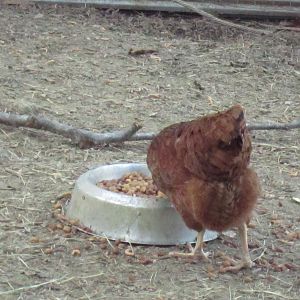 Reba eating dog food, lol