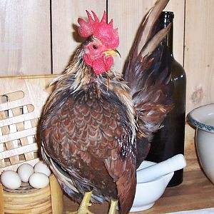 Bruce x Layla son- 8mo old