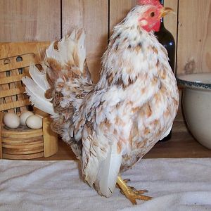 8mo old pullet