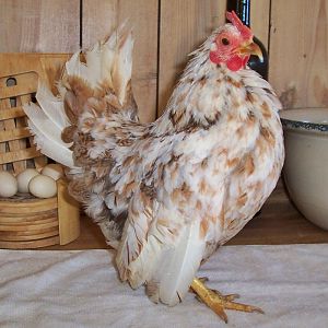 8mo old pullet