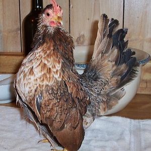 8 mo old pullet...pictured at 7 months