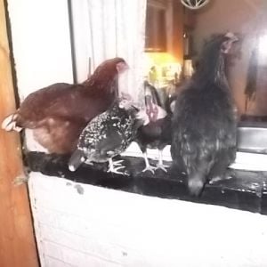 my birds waiting to be carried to bed, yes carried to their loft, they sit on the windowcill and wait for me to carry them