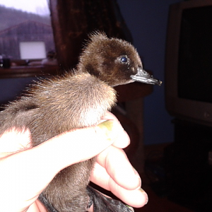 This is Violet, my Crested Black Runner (also the bully of the flock!) at 2 days old