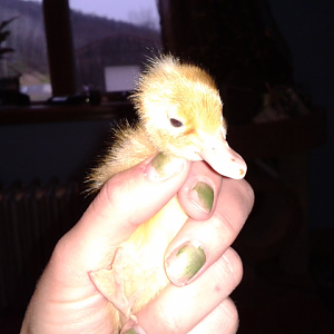This is Miss Lily, Crested Fawn and White Runner at 2 days old
