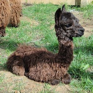 Lady Gwen entered the world at 2 pm on Sunday March 25, 2012. JT jumped the fence and caught her up just after she hit the ground in 55 degree chilly spring weather here in NW Ohio. She is available for sale and will be weaned at 6 months. She is the first cria born at our new location on Fostoria Road!