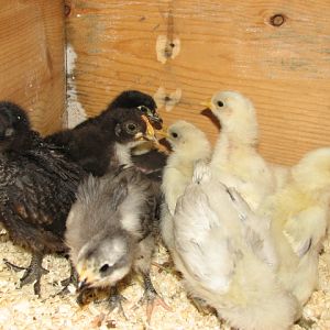Pure marans mixed chicks. Blue, black, splash, copper, birchen....