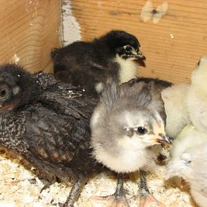 Pure marans mixed chicks. Blue, black, splash, copper, birchen....
