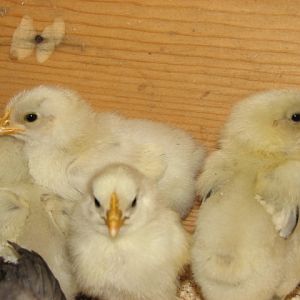 splash marans 2 weeks old