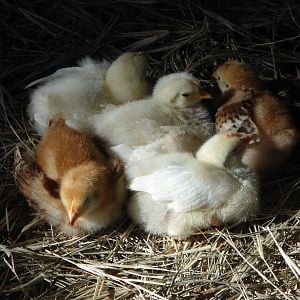 Our 2 week old chicks!