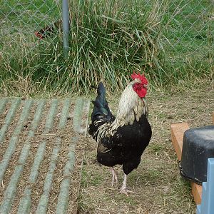 2011 IB rooster
