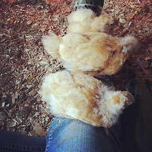 They love to climb all over me and perch up on my legs and arms :)