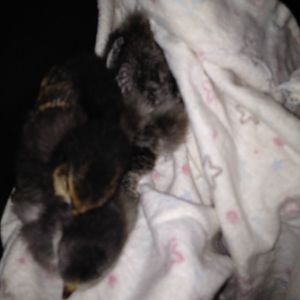 the three little babies cuddling me