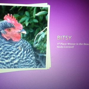 This is Bitsy, the 1st Place Winner!!  :) I hope you like it!