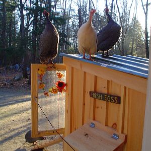 The singing Trio