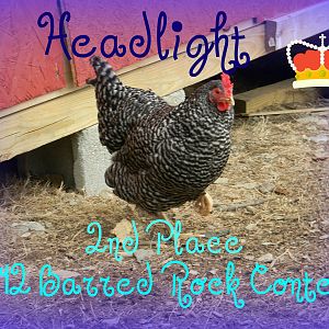 headlight2.jpg