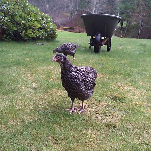 The Barred Rocks