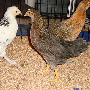 Flutter is our Brown Leghorn