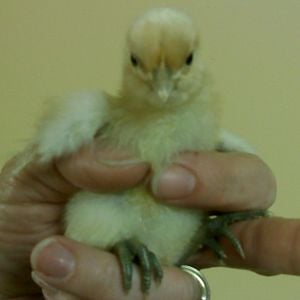 My little yellow chick with dark green feet and a bluish green beak.