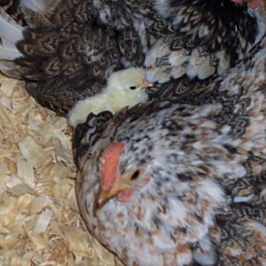 chick mayla and gayla