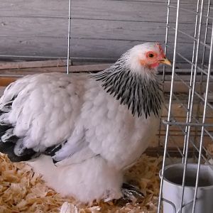 Craig and Xman Cochins 001.jpg
She was Best Columbian Cochin at both Crossroads(Cochin International Eastern National meet) and the Cochin International Western National meet in 2011. Also well best Columbian at 4 other shows in 2011