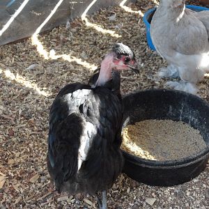 Whitney the NN & the token Silkie, "Token"