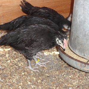 WFBS, yellow banded suspected cockerel