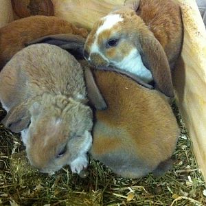 IMG_1359.JPG
Velveteen lop rabbit babies