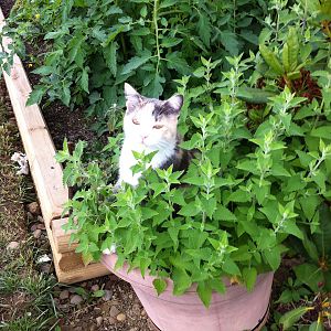 ella in the catnip
