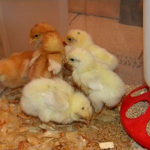Six new hens. From TSC. Not sure what breed. They had them labled and "pullets" and "red pullets"