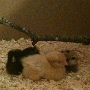 Sam, Margy, and Francis.  4 days old.