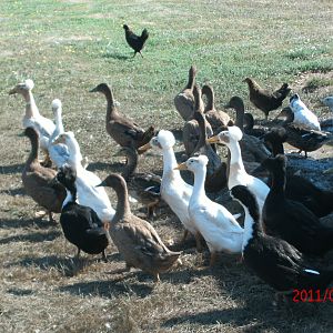 crested ducks 002.JPG
And I can never find a picture when I really need it! LOL!!