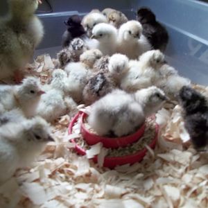 Latest hatch. Chicks are from Kentucky Silkies. Thank you Tom for some sweet little birds!