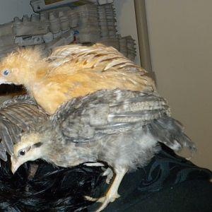 Thursday and Big Bird