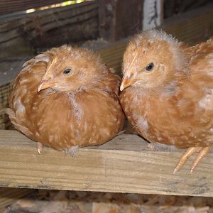 My girls are getting so big!