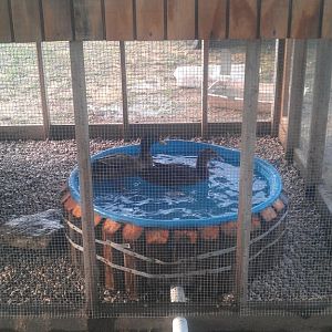 Our elevated pool with a pipe draining into the yard.  We have a shower drain in the bottom of the pool and a twist off seal at the of the pipe.  Would have loved to had a garden where the duck water empties into, but we have the coops under a big oak tree for summer shade and tilling a garden may kill the tree and the chickens I am sure would eat my harvest.   Hope to figure it some day though

We used dirt under the pool - free, 4 or five landscaping posts cut down and angled $3 each - $15, a child's pool $10, Shower drain $1, pvc pipe with fittings $5-$8