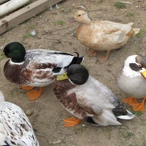 Call ducks