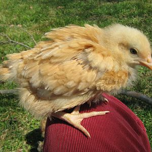 Henrietta