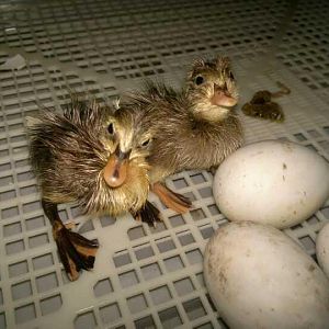 My first 2 hatchling ducks!