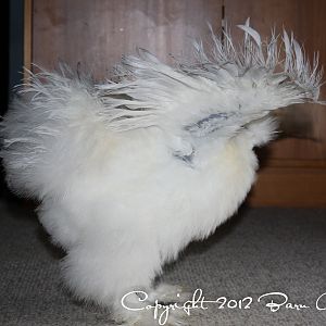 Silkie flapper
