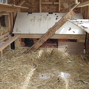 the built in brooder. this is in the morning before i cleaned the poop of the top and the poop catches