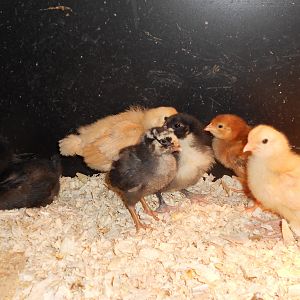 the new girls (i hope)