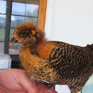 Spunky