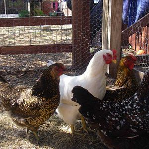 Delaware, Silver Laced Wyandotte (front), and two Golden Laced Wyandottes (either side of delaware)