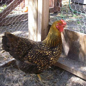 One of the two gold laced wyandottes - her neck is more gold and the other one is more black.  It's almost like one has highlights and the other is reversed.