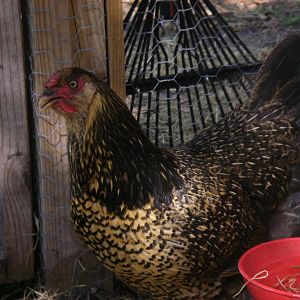 The other gold laced wyandotte with a black neck