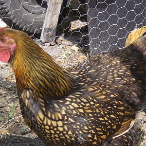 Gold Laced wyandotte (highlights)